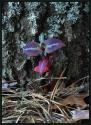 A small plant just starting out. It is growing at the base of a lichen-covered pine tree in the Beech Forest at the tip of Cape Cod, Massachusetts (US). Even though the plan was only a few inches tall, it already had autumn colors.