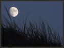 The moon rising over grass on a sand dune on the Cape Cod National Seashore (Massachusetts, US). The grass was being whipped around by the wind.