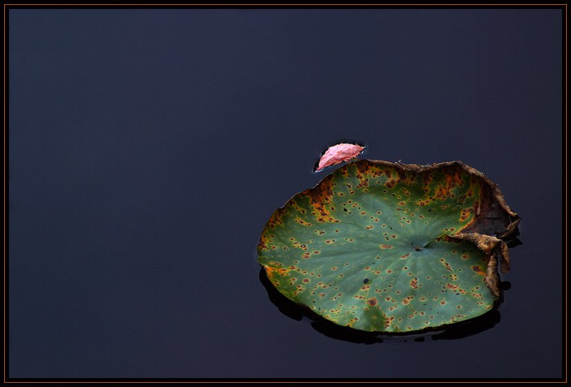 A lilypad and a fallen autumn leaf float on a still pond.