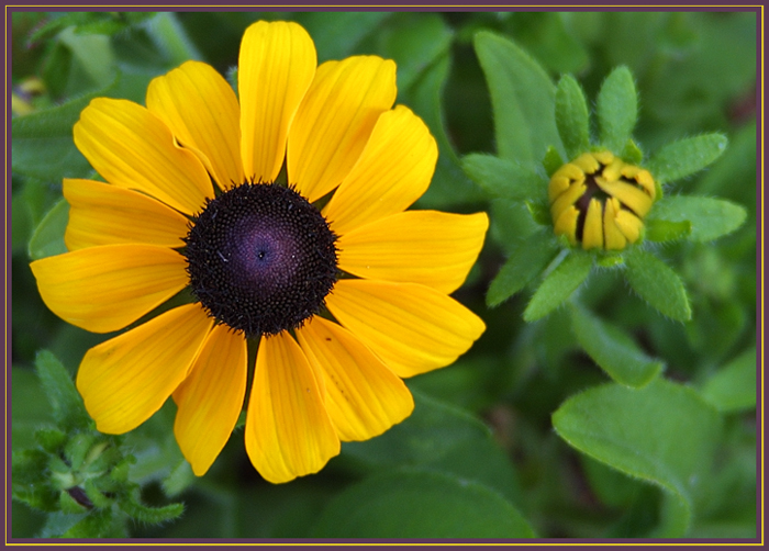 Bright yellow flower among dark green foliage.