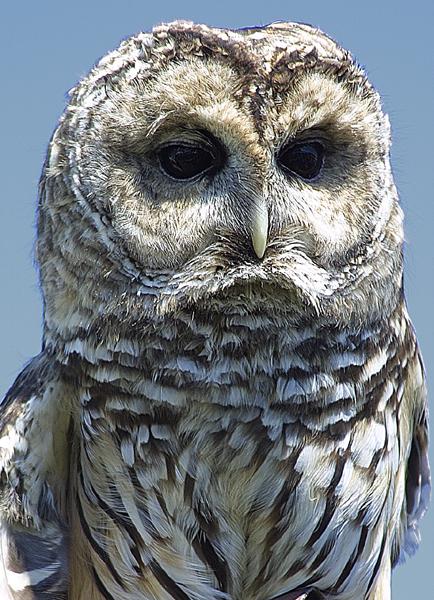 An alert Barred Owl. This owl had been injured in the wild and is now in the care of wildlife rehabilitators.