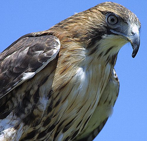 This Red-Tailed hawk is blind in one eye and is in the permanent care of a wildlife rehabilitator. A partially blind bird of prey could not survive in the wild.