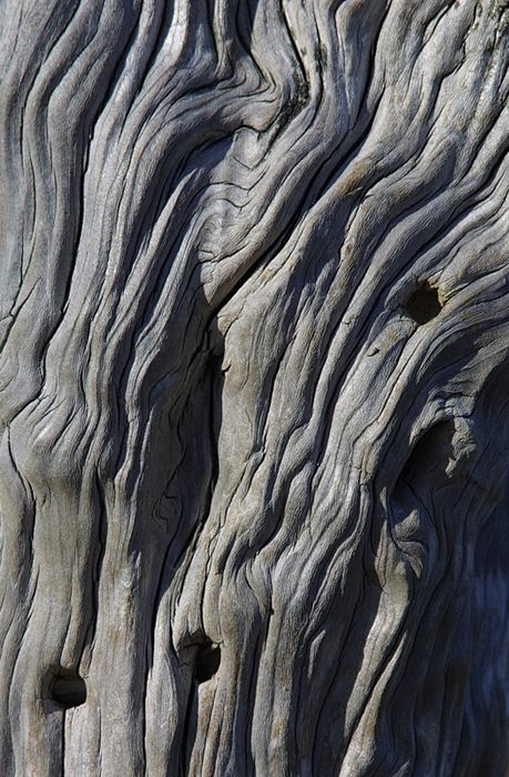 A section of an old, weathered tree stump in the salt marsh in Newbury, Massachusetts (US).