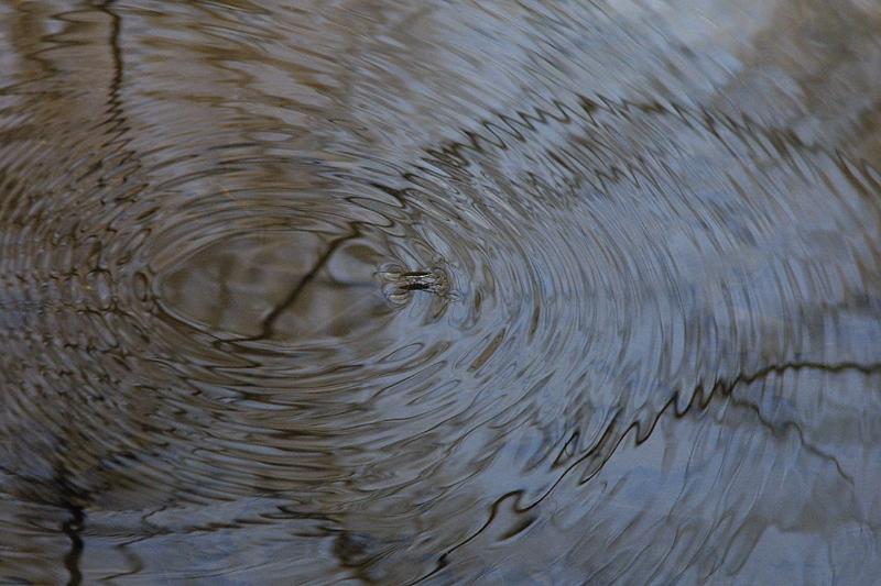 The water strider is working its way across the picture. The real subject is the reflections on the ripples caused by the strider's passage.