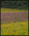 A field of Goldenrod (Goldenrod Solidago) and Purple Loosestrife (Lythrum Salicaria). Purple Loosestrife is considered an alien invader in the US. It displaces the natural wildflowers found in damp areas.