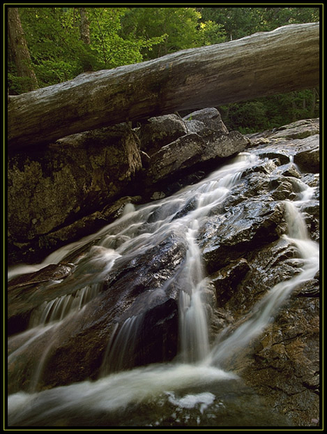 A large fallen tree across a steep section of a stream which runs down Canon Mountain in New Hampshire (US).