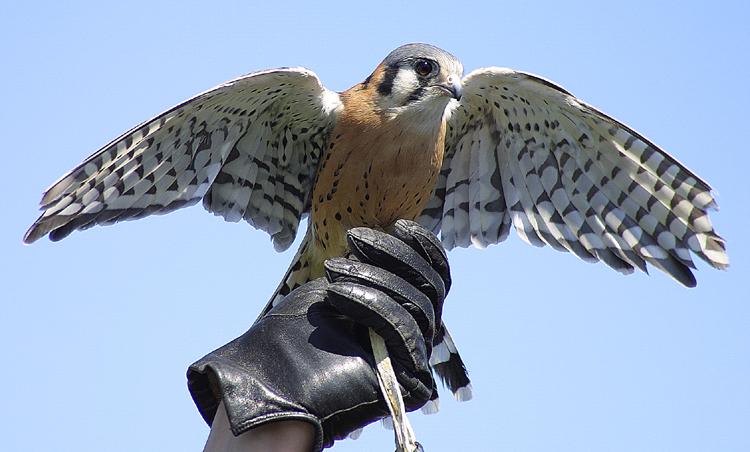 A captive American Kestral sitting on its handler's hand and spreading its wings. There is a good view of the underside of the bird's wings.