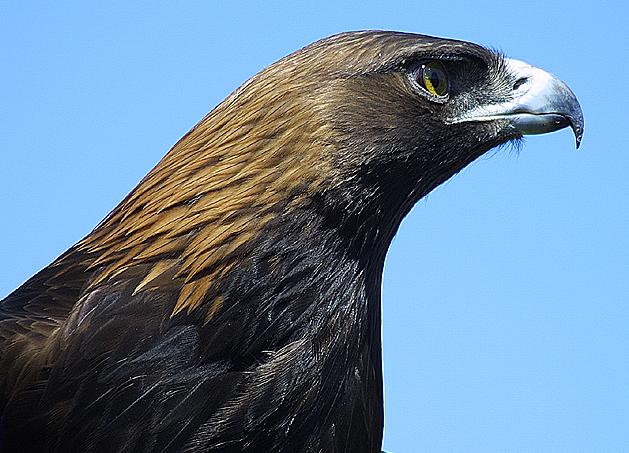 The profile of the neck and head of a Golden Eagle.