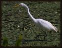 A Snowy Egret hunting in a shallow pond.