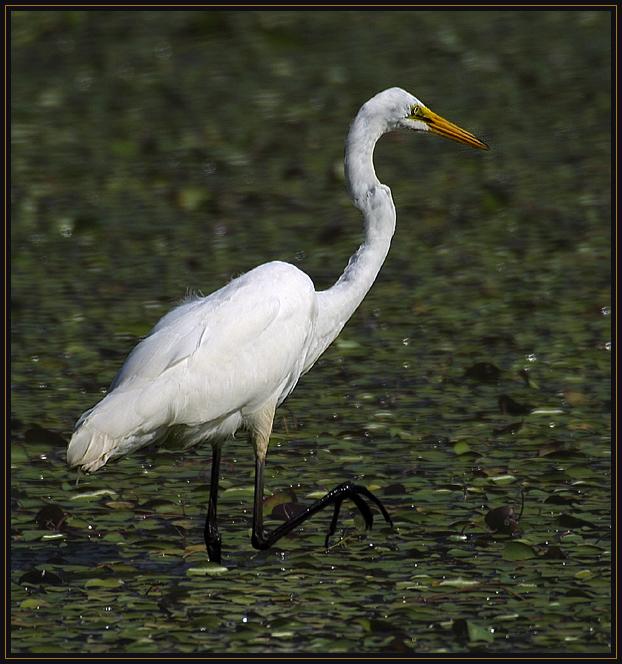 A Snowy Egret hunting in a shallow pond.