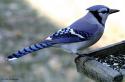 A Blue Jay on a bird feeder in the winter. It was in the shade with strong sunlight in the background.