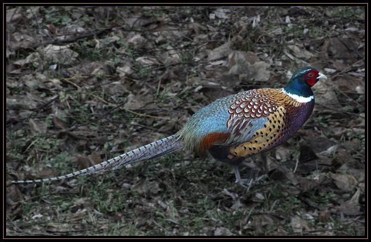 This is a wild pheasant. The picture was made on a dark, rainy day. ISO was set to 400 and I could still only get a shutter speed of 1/60. I tweaked the saturation level of the background down a bit to help the colors of his feathers stand out more