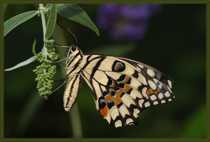 Colorful butterfly hanging on to a plant.