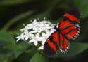 Colorful red and black butterfly sitting on a bunch of white flowers.