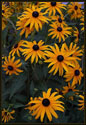 A group of bright yellow Black-Eyed Susans. The yellow petals stand out against the background of dark green leaves.