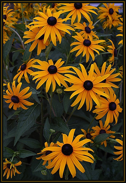 A group of bright yellow Black-Eyed Susans. The yellow petals stand out against the background of dark green leaves.