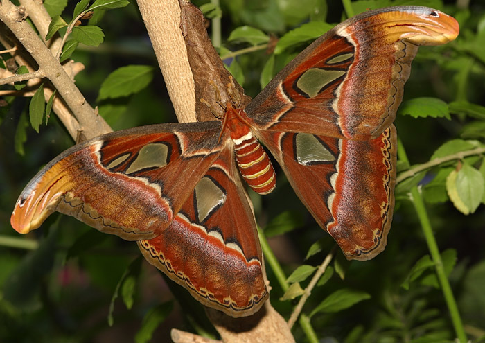 This is a newly emerged Atlas Moth. After emerging from its cocoon, it doesn't feed and only lives for a few days. Each wing of this moth is about as large as an adult man's hand.