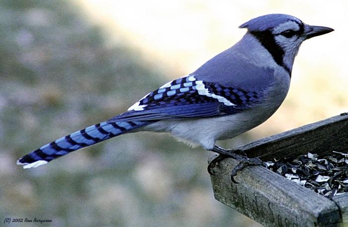 A Blue Jay on a bird feeder in the winter. It was in the shade with strong sunlight in the background.