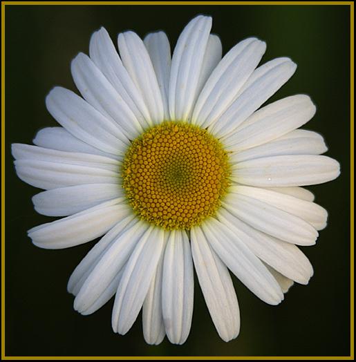 The spiral pattern in the center of a daisy or on the outside of a pine cone or pineapple can be described mathematically as a Fibonacci Number Sequence. This pattern is found many places in nature.