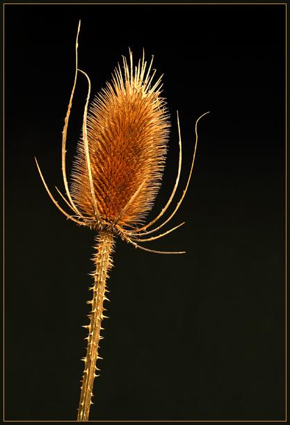 A dried up teasel. This is a well-defended plant - you wouldn't want to walk though a field of these wearing shorts!