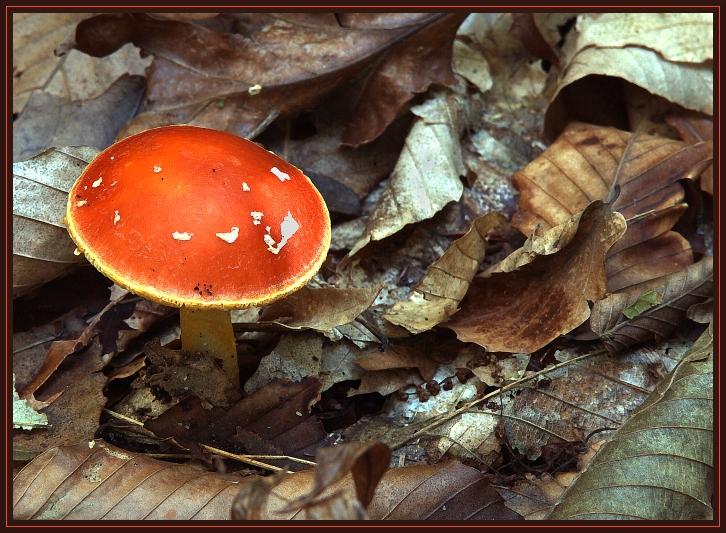 An orange capped mushroom growing through the leaf litter on the forest floor.