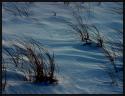 The curve of the beach grass echos the curves of the settling snow. Taken on the beach at Plum Island, Massachusetts (US) in the early evening. The dim conditions account for the blueish color of the snow and helped the lines stand out more.