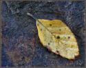Fallen autumn leaf on a damp stone.