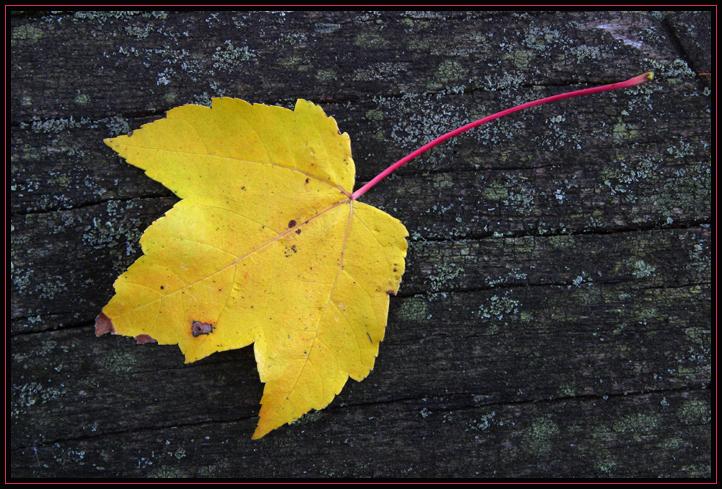 Autumn leaf on a lichen and moss covered log in the woods. Full frame shot. Levels adjusted and slight sharpening.