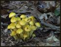 A group of bright yellow mushrooms growing among the fallen leaves and branches. The bright color contrasted nicely with the dark browns of the oak leaves.