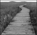 The Marsh Trail portion of the Hellcat Trail in the Parker River National Wildlife Refuge on Plum Island in Massachusetts (US). This time of year, the reeds in the salt marsh are almost already black and white.
