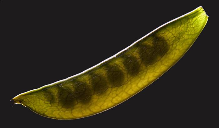 Sugar snap pea with strong backlighting and a softer light in front. The shadows of the peas are visible through the pod.