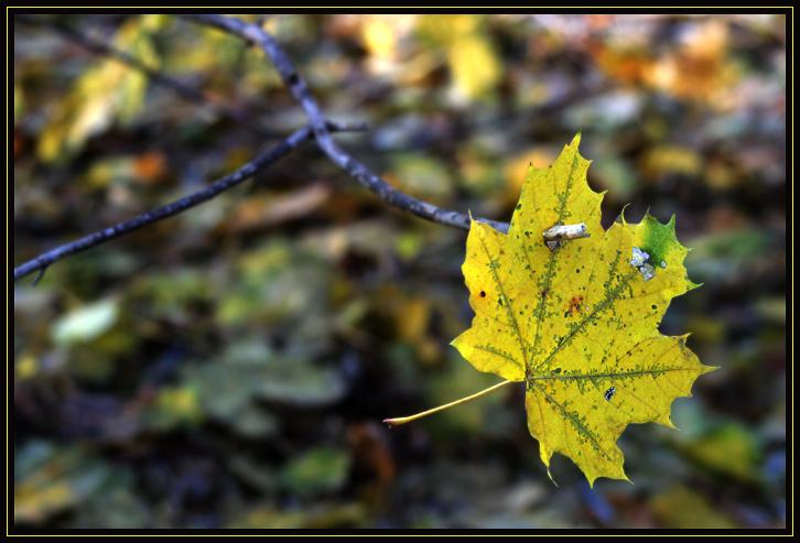 Full frame shot taken in the woods behind my house. There weren't many leaves left on the trees at the time. The ones on the ground make an interesting background when out of focus.