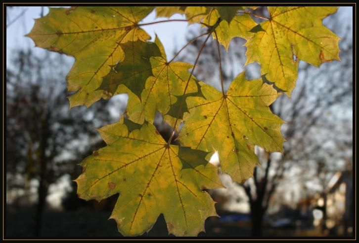 The sun shining through autumn leaves. I liked the colors and the shadows of one leaf in front of another