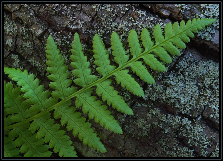 A fern on a lichen covered fallen branch in the woods of Maudsley State Park in Newburyport, Massachusetts (US).