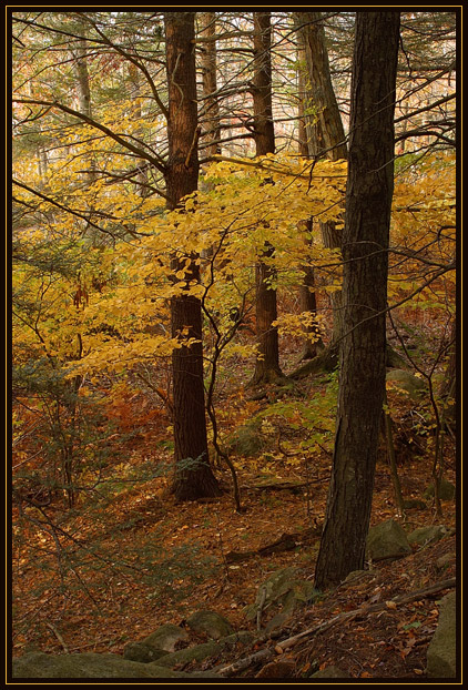 Yellow leaves from a small, delicate tree among larger, darker trees.