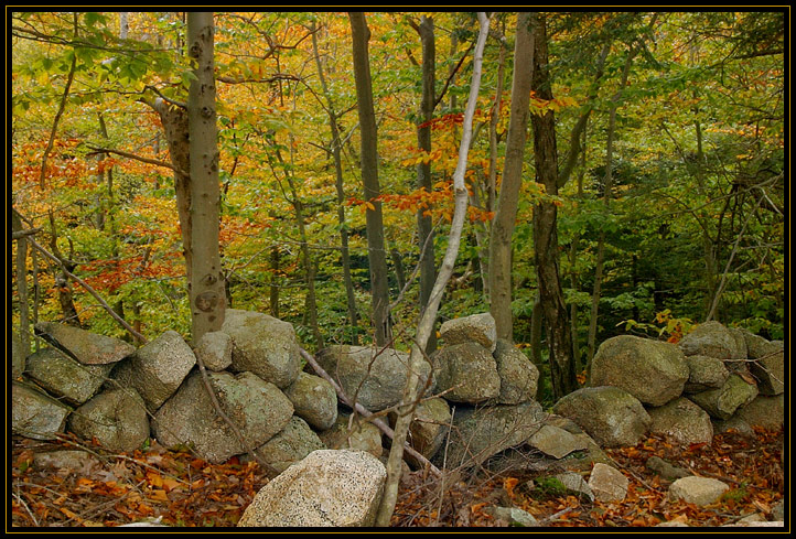 An old New England stone wall running through the woods in the Autumn.