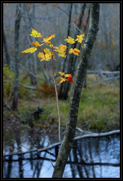 Bright yellow and red leaves on a small tree. Taken in October in Massachusetts (US).