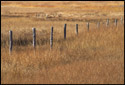 An old line of fence posts through the salt march in Newbury, Massachusetts (US). The grouping of posts in the background is where salt hay would be piled to dry.