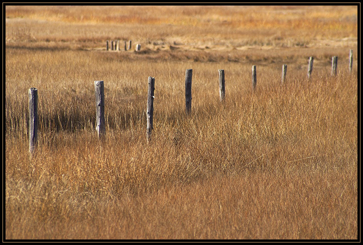 An old line of fence posts through the salt march in Newbury, Massachusetts (US). The grouping of posts in the background is where salt hay would be piled to dry.