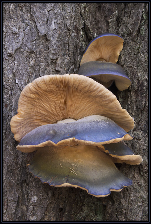 A dead oak tree in the forest had these shelf fungi growing on it. Newbury, Massachusetts (US).