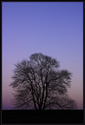 The silhouette of a large tree in the eastern sky shortly after sunset. The pink area that appears just after sunset between the dark sky below and the blue sky above is known as the Belt of Venus. Taken in Appleton Farms in Ipswich, Massachusetts (US)