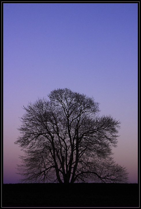 The silhouette of a large tree in the eastern sky shortly after sunset. The pink area that appears just after sunset between the dark sky below and the blue sky above is known as the Belt of Venus. Taken in Appleton Farms in Ipswich, Massachusetts (US)