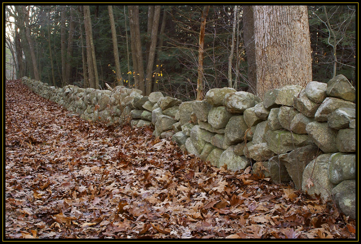 An old stone wall running through Appleton Farm in Ipswich, MA (US). The rocky soil of New England gave early farmers plenty of material for building these walls. They can be seen in almost any wooded area in the region. There is a thick foreground of dead oak leaves. Taken shortly after sunset.