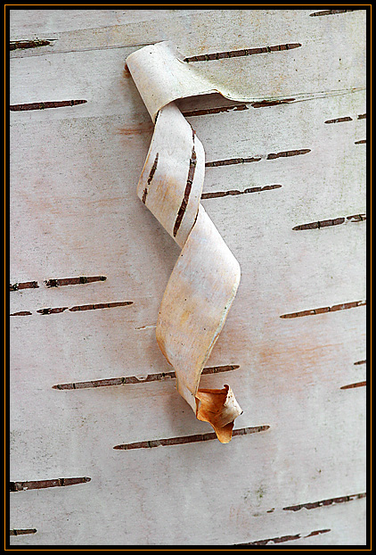 A small section of bark peeling from a White Birch tree. Taken in Newburyport, Massachusetts (US). The White Birch is also known as Paper Birch because of the way the bark peels in large, thin sections.