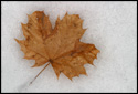 A fallen maple leaf resting in the snow. As the sun shines on the leaf, it warms up and starts to melt its way through the snow.