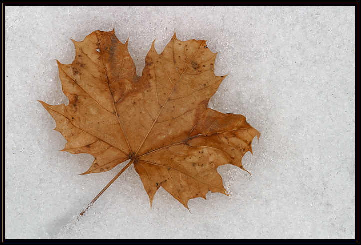 A fallen maple leaf resting in the snow. As the sun shines on the leaf, it warms up and starts to melt its way through the snow.