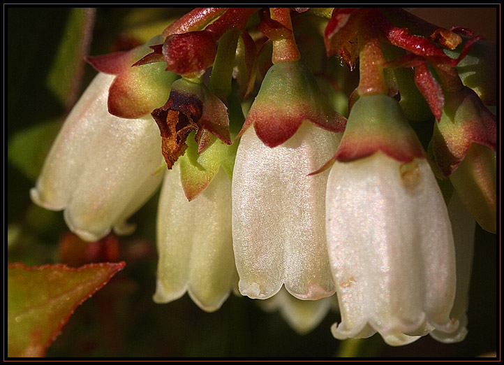 Closeup view of blossoms on a blueberry bush.