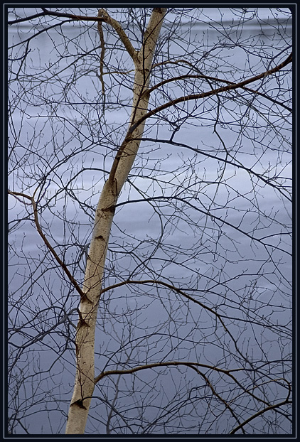 A birch tree with an ice covered pond in the background. Taken late on a cloudy day in Lynn Woods, Lynn, Massachusetts (US).