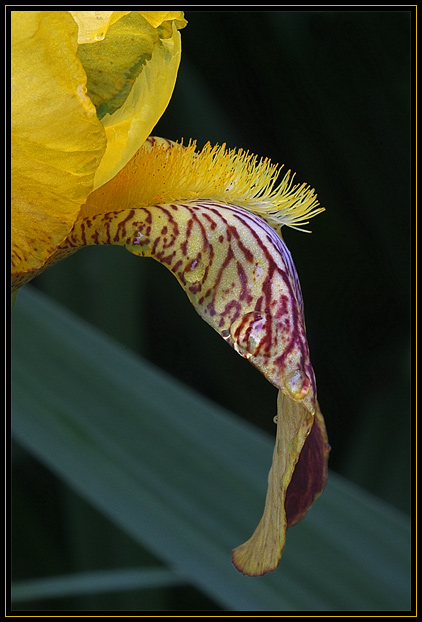 This is one variety of Bearded Iris.