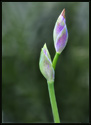 Tightly closed Iris buds in my small flower garden. The aperature setting allowed me to throw the background completely out of focus.